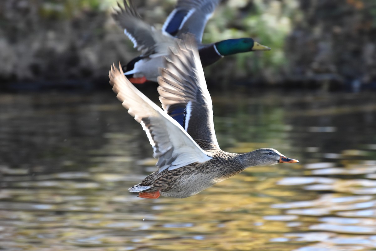 Крижень звичайний - ML645855745