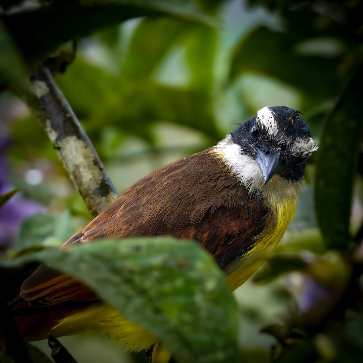 Пітанга велика - ML645855749