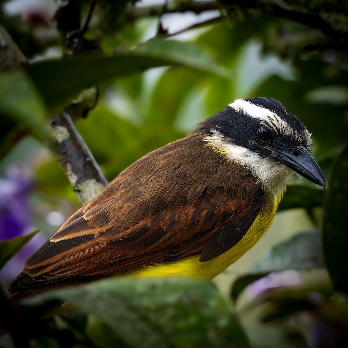 Пітанга велика - ML645855750