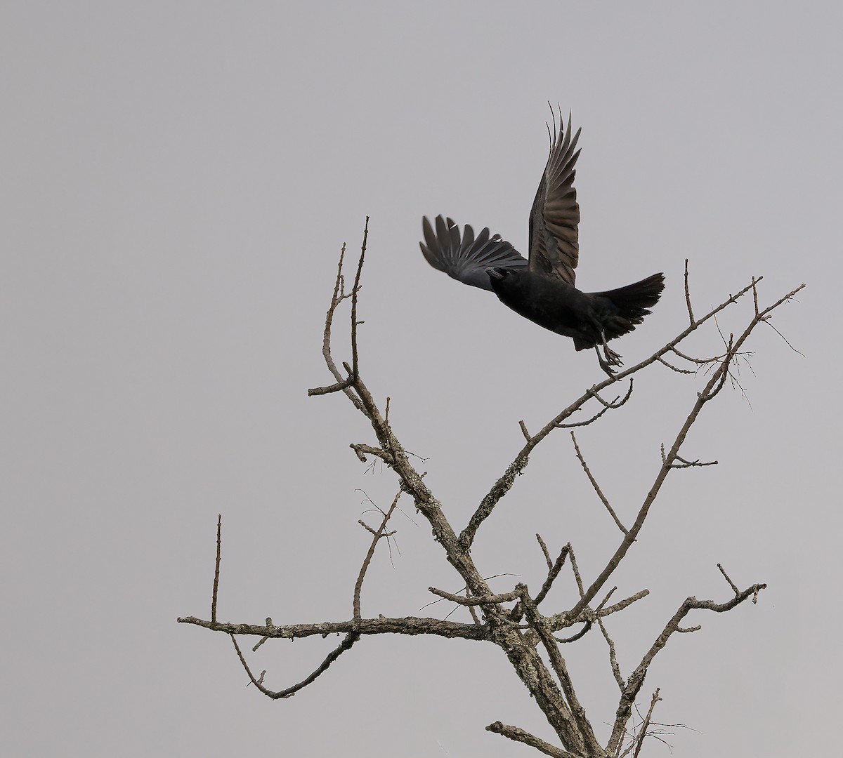 Ворона американська - ML645855751