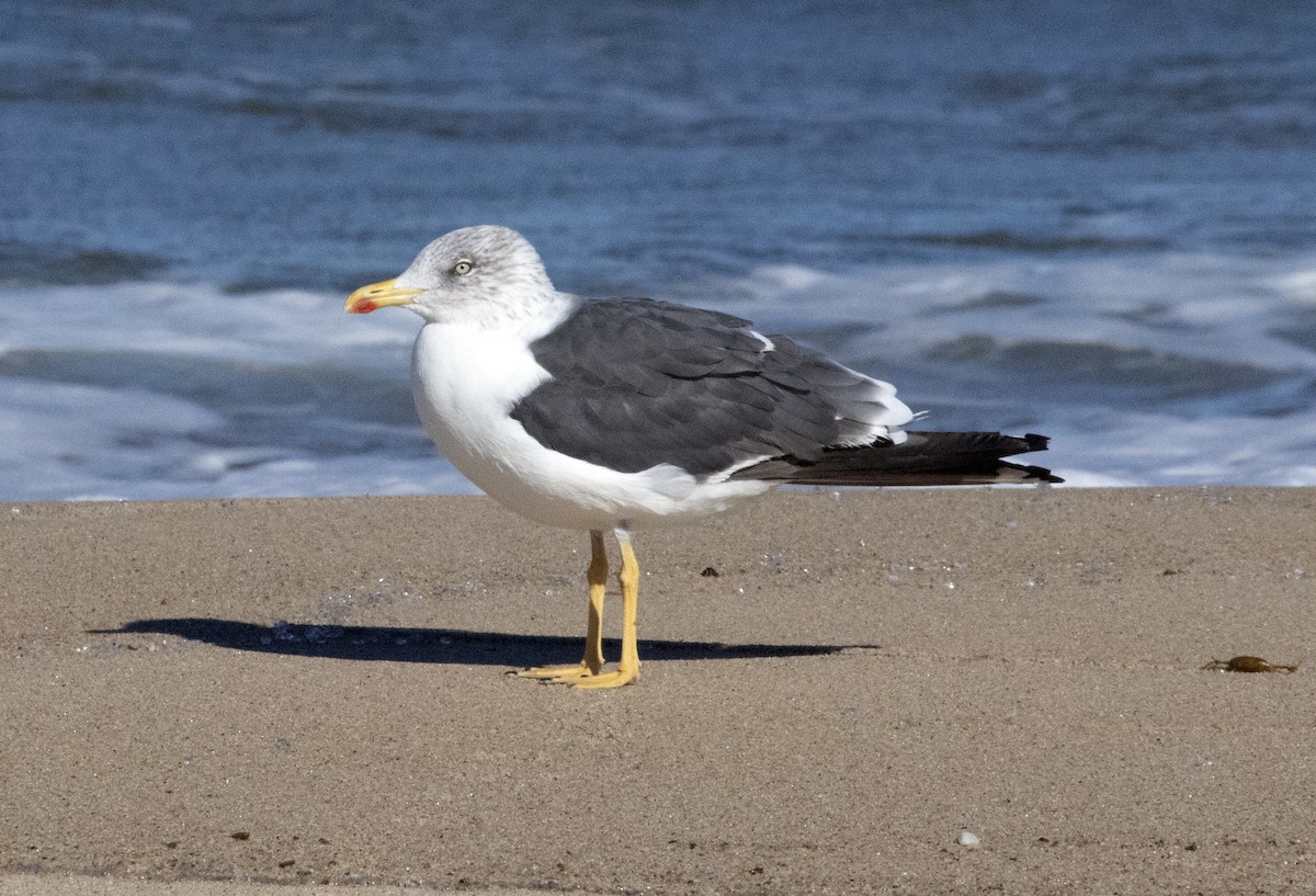 Мартин чорнокрилий - ML645855756