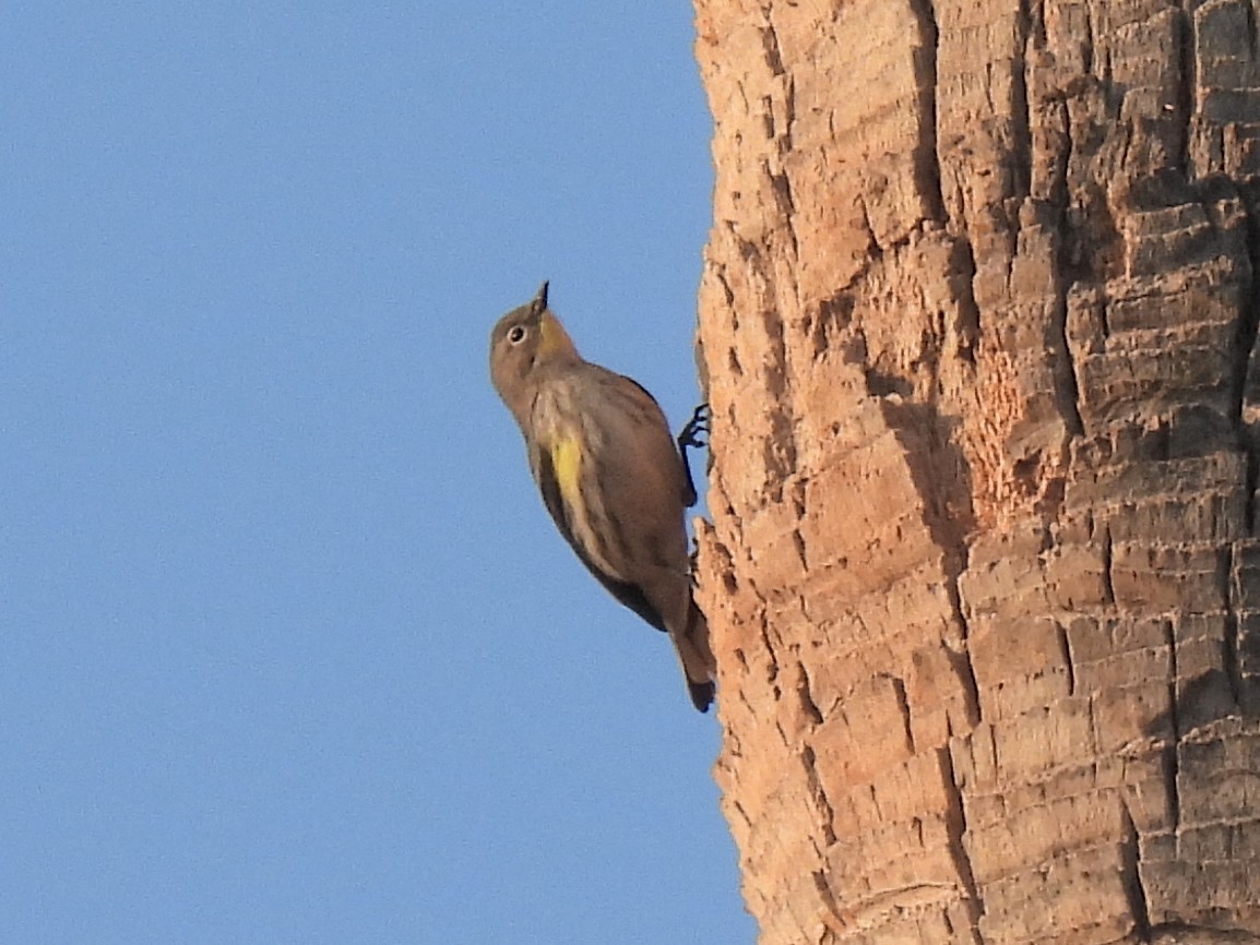 Пісняр-лісовик жовтогузий - ML645855760