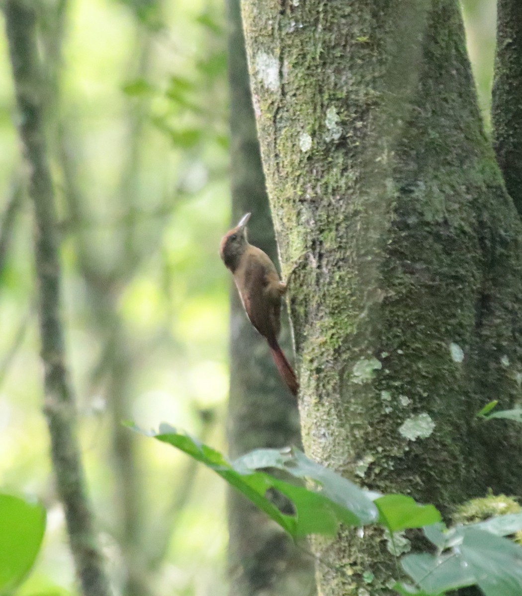 Грімпар бурий - ML645855761