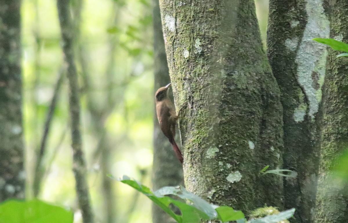 Грімпар бурий - ML645855762