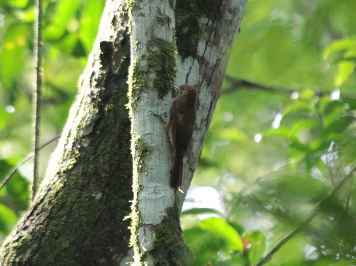 Грімпар бурий - ML645855763
