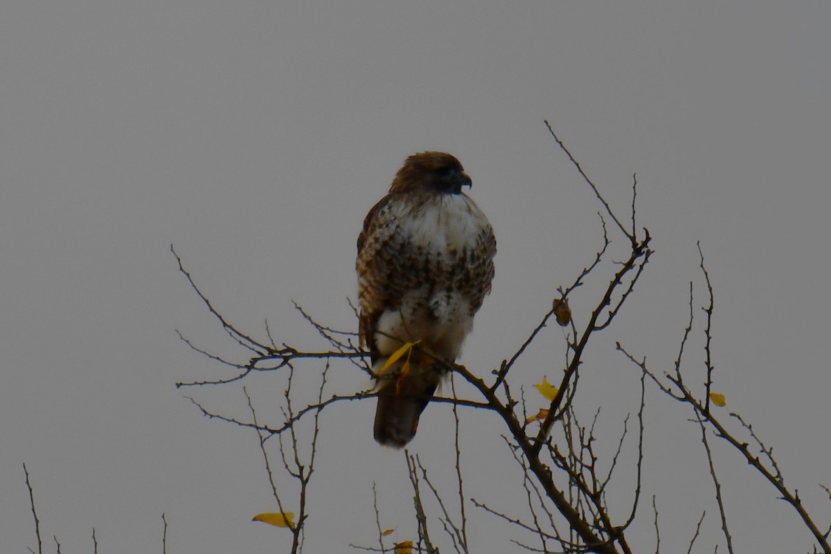 Канюк неоарктичний - ML645855764