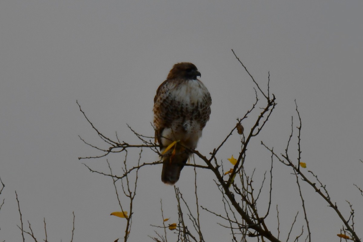 Канюк неоарктичний - ML645855765