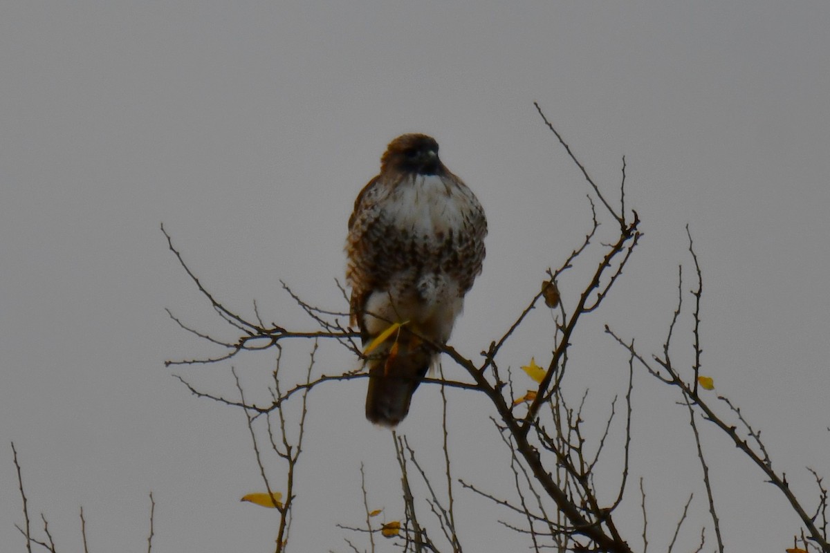 Канюк неоарктичний - ML645855766