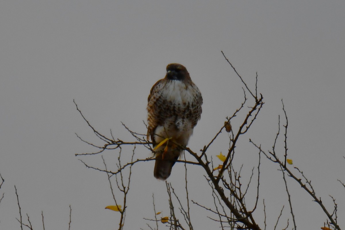 Канюк неоарктичний - ML645855767