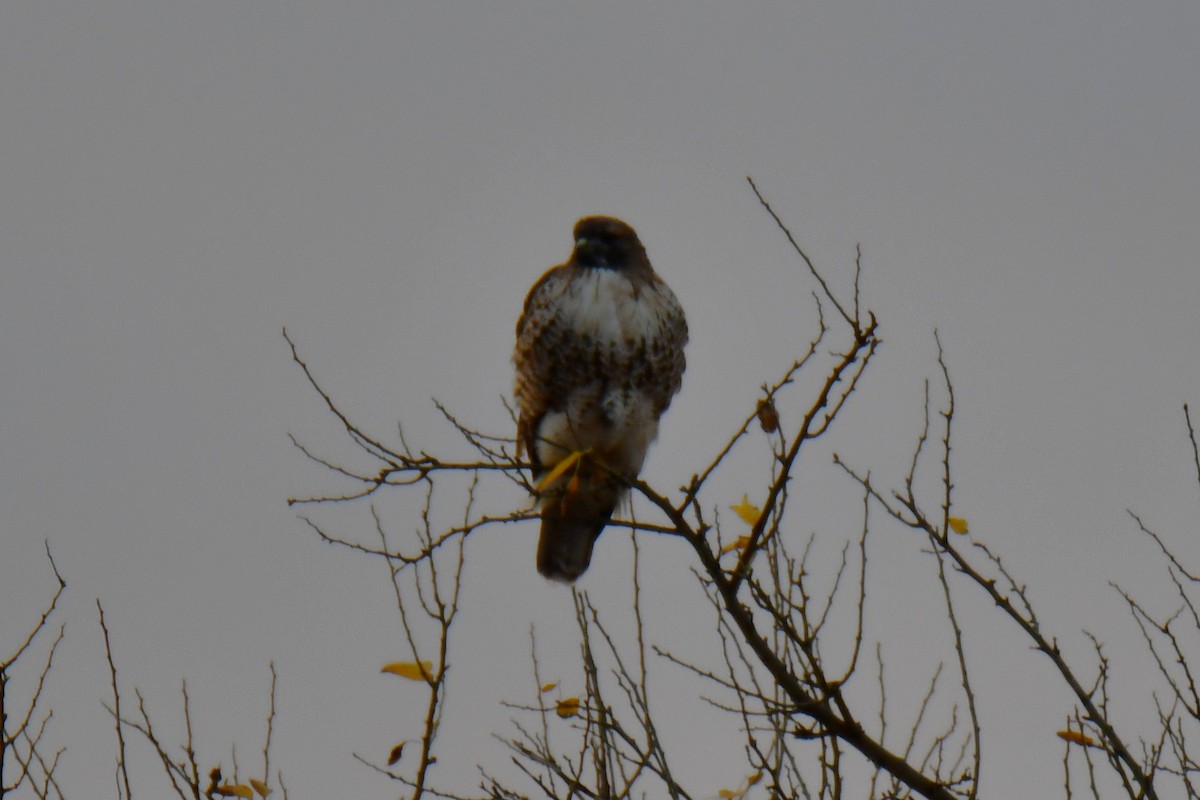 Канюк неоарктичний - ML645855768