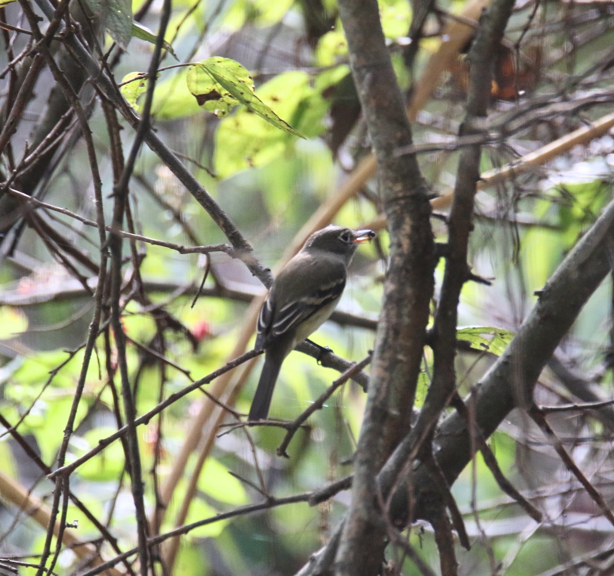Піві-малюк сизий - ML645855769