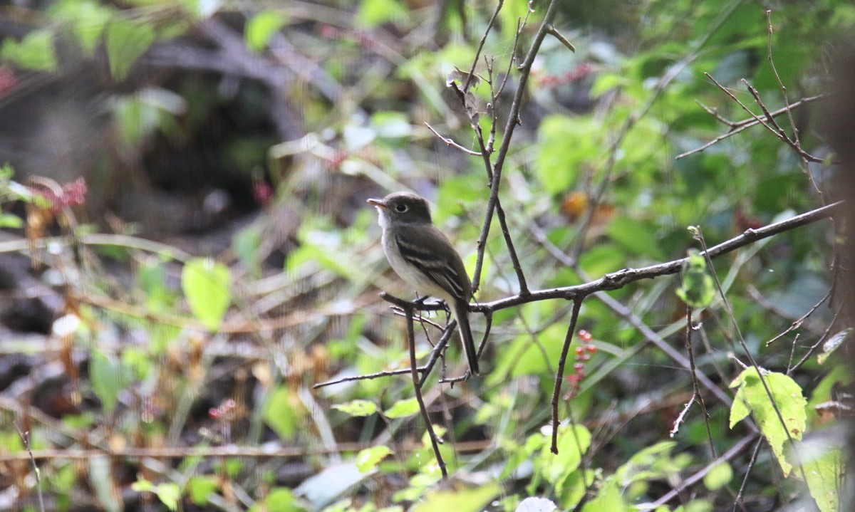 Least Flycatcher - ML645855770