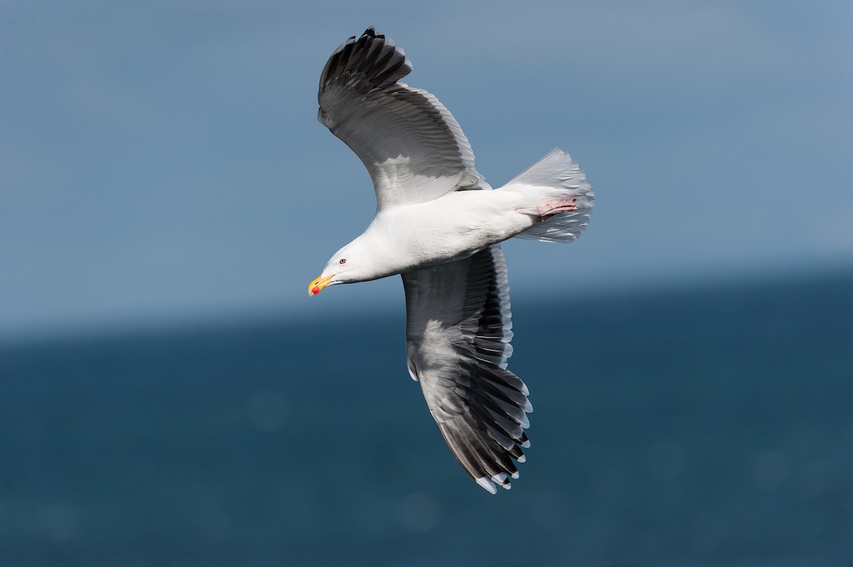 Мартин морський - ML645855771