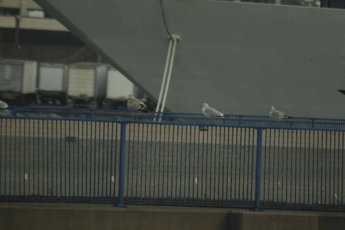 Мартин американський - ML645855772