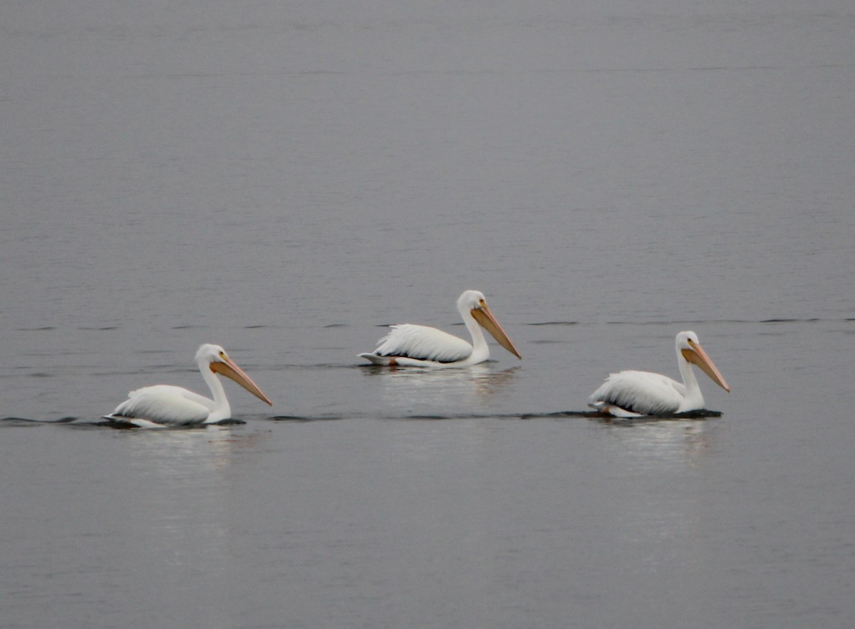 Пелікан рогодзьобий - ML645855773
