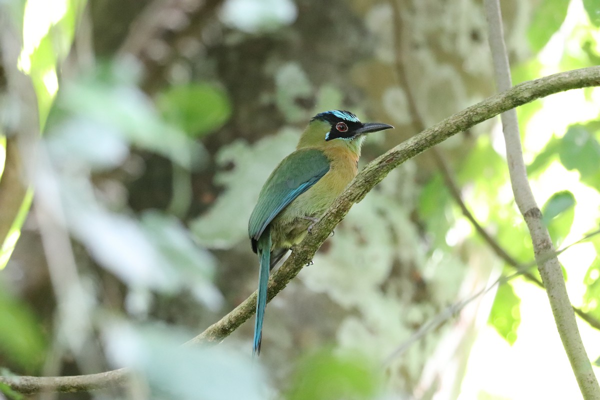 Lesson's Motmot - ML645855778