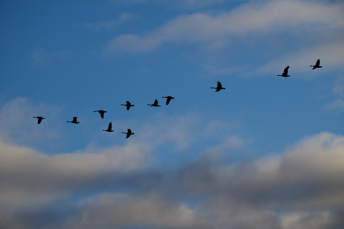 Canada Goose - ML645855783