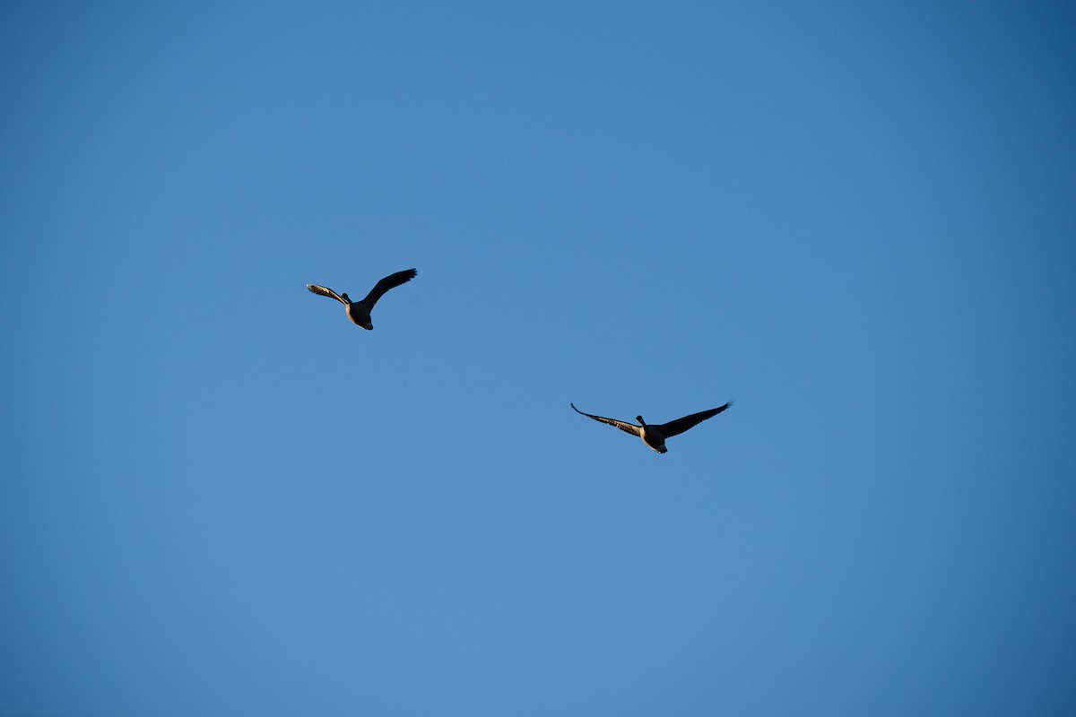 Canada Goose - ML645855784