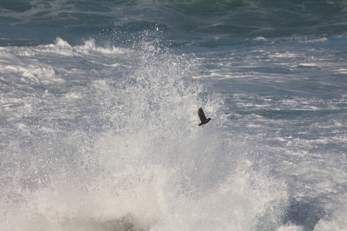Black Oystercatcher - ML645855786