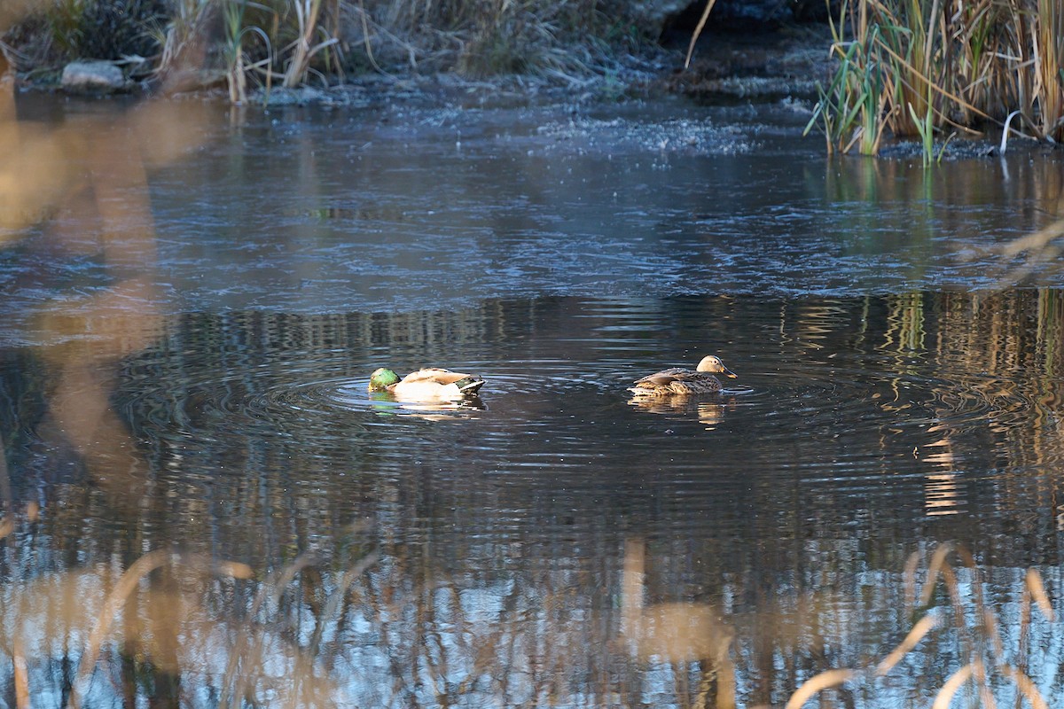 Mallard - ML645855789