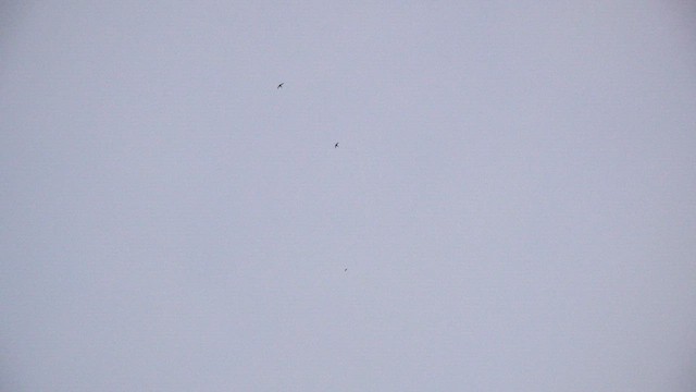 kanariseiler - ML645855790