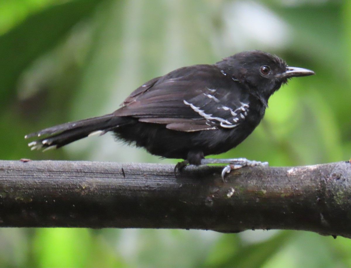 Jet Antbird - ML645855801