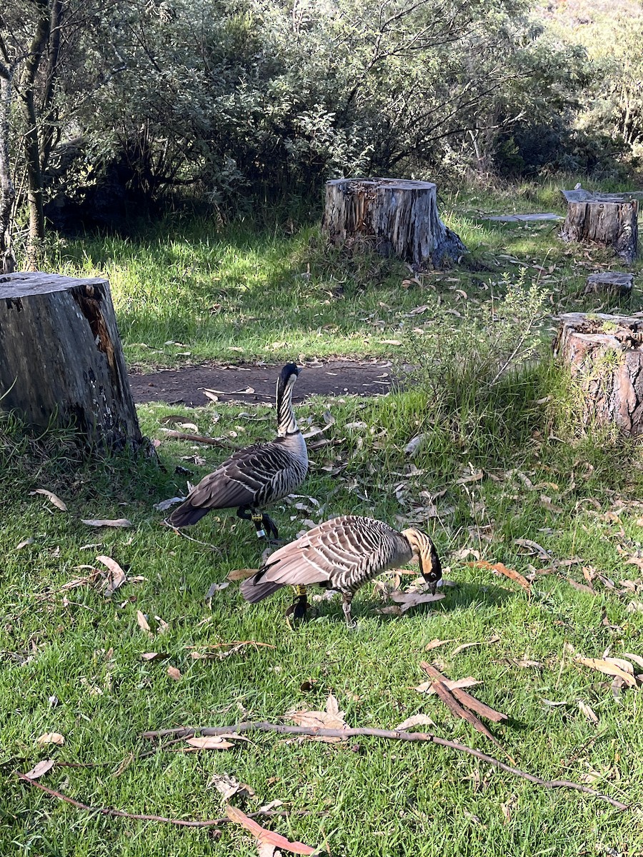 Hawaiian Goose - ML645855805