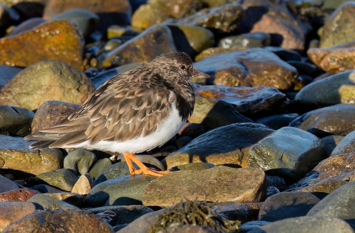Ruddy Turnstone - ML645855811