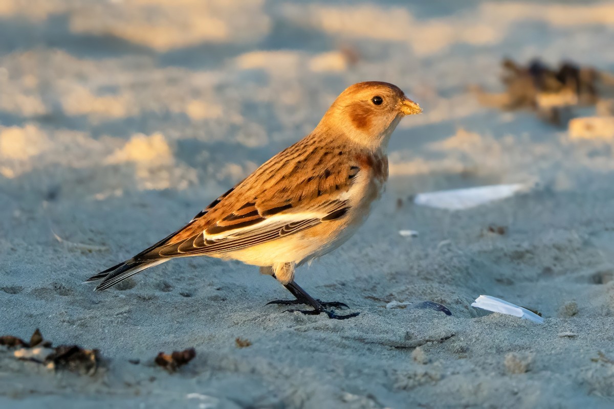 Snow Bunting - ML645855813