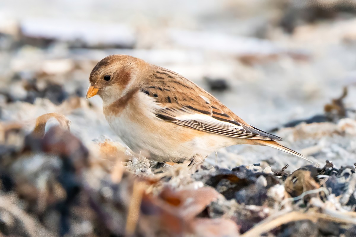 Snow Bunting - ML645855814