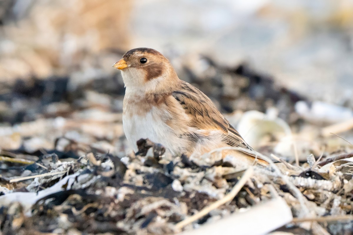 Snow Bunting - ML645855815