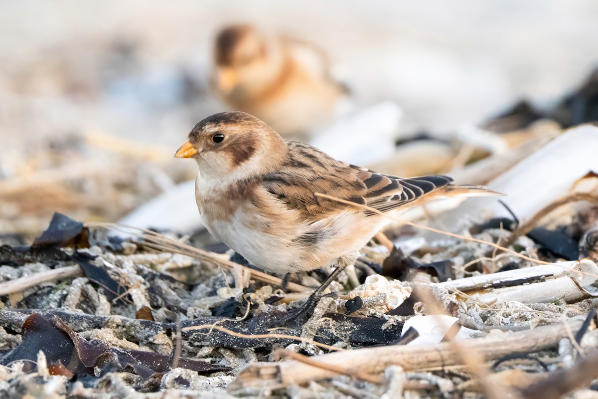 Snow Bunting - ML645855816