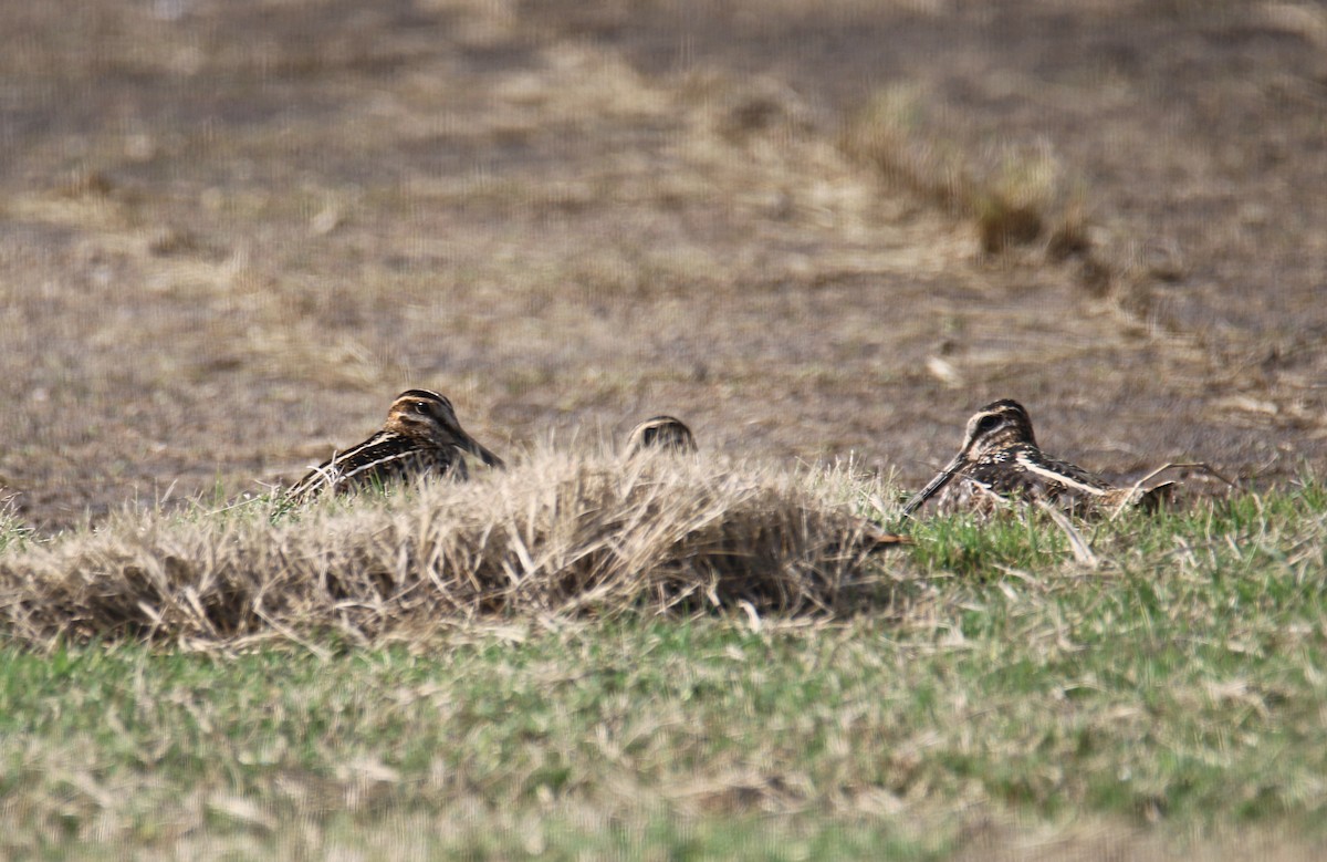Wilson's Snipe - ML645855817