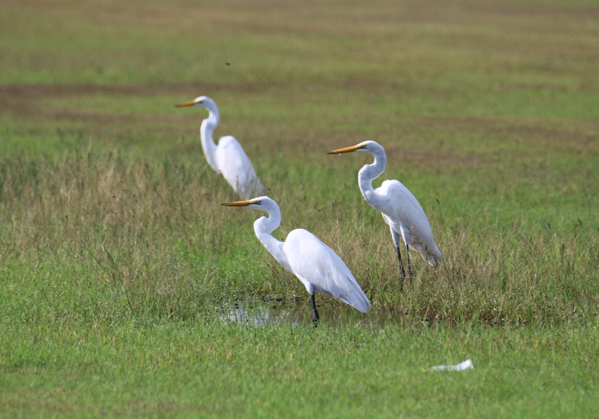 Great Egret - ML645855827