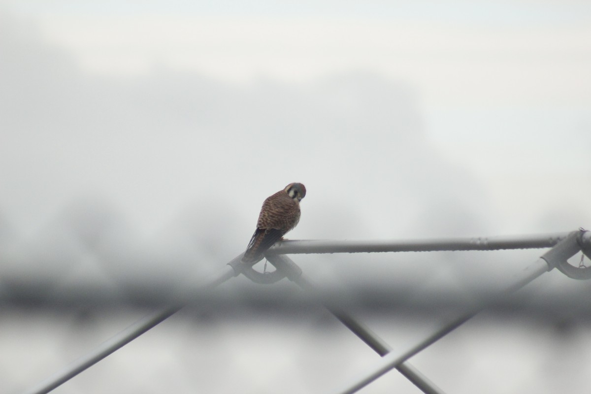 American Kestrel - ML645855832