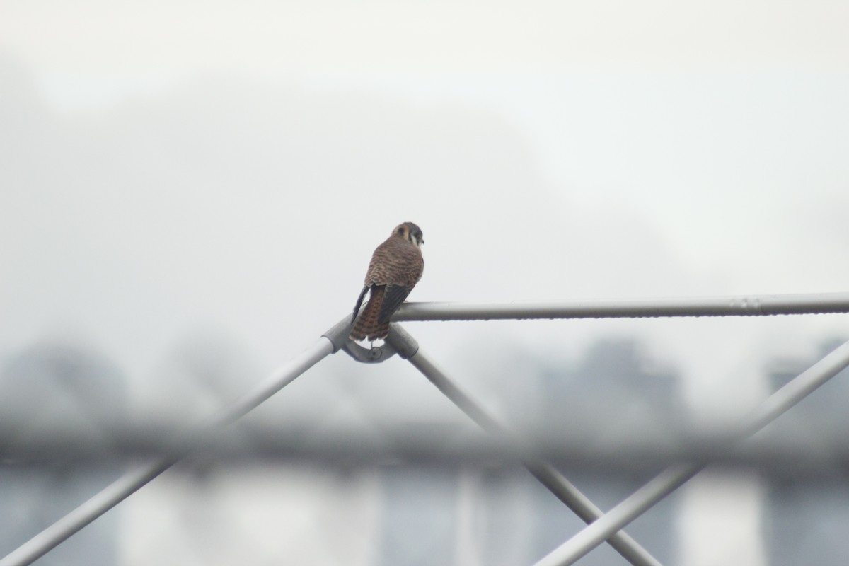 American Kestrel - ML645855834