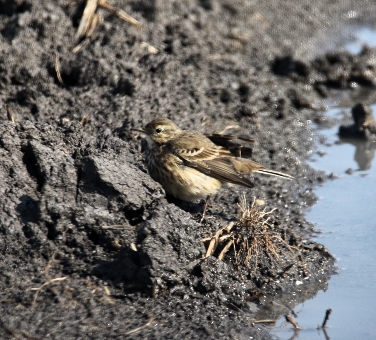 American Pipit - ML645855841