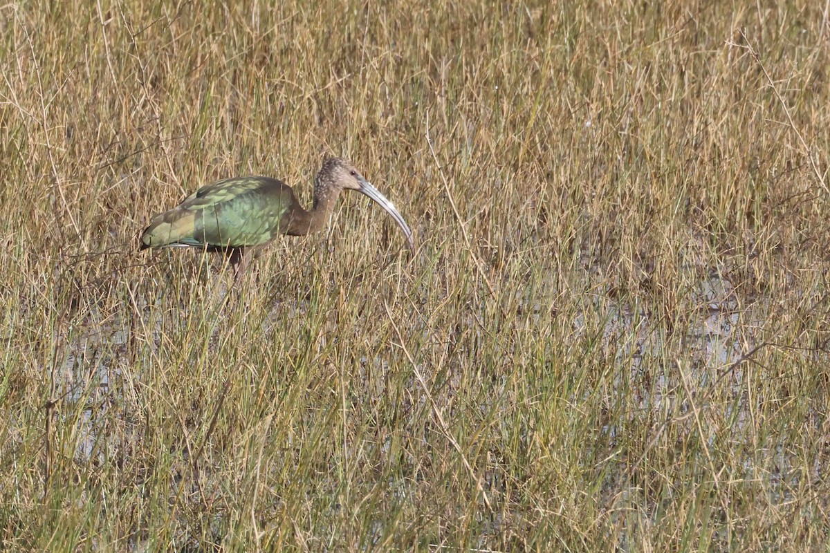 Beltzaran musuzuria - ML645855844