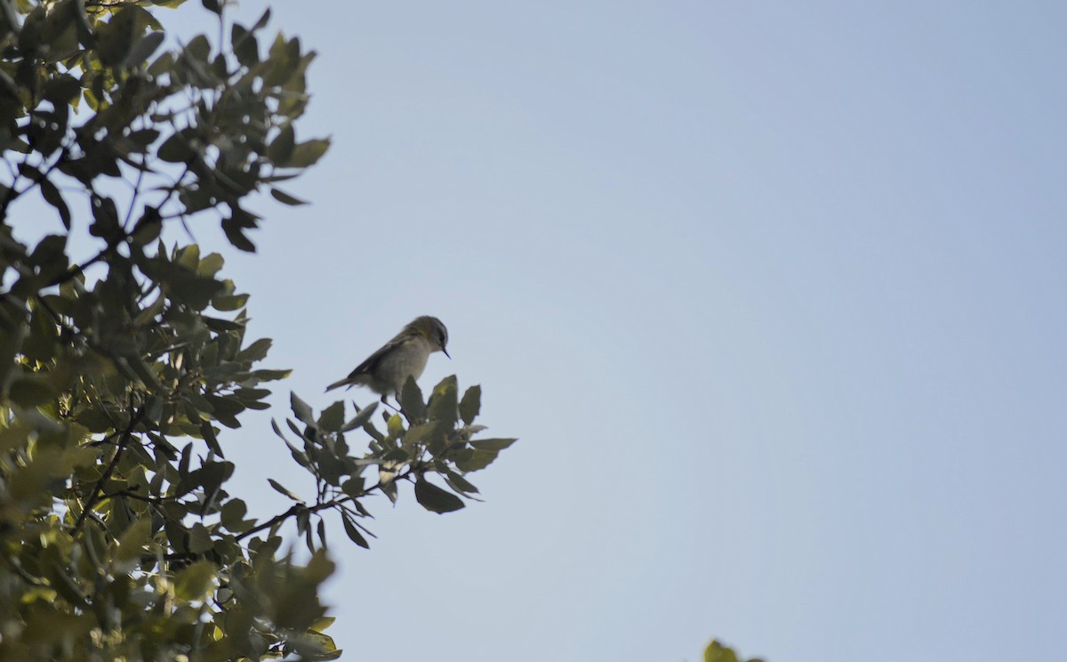 Common Firecrest - ML645855846