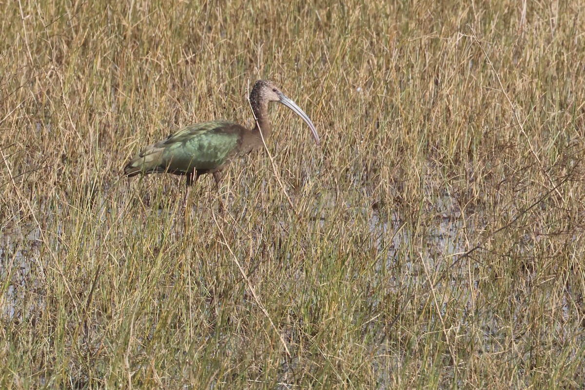 Beltzaran musuzuria - ML645855849