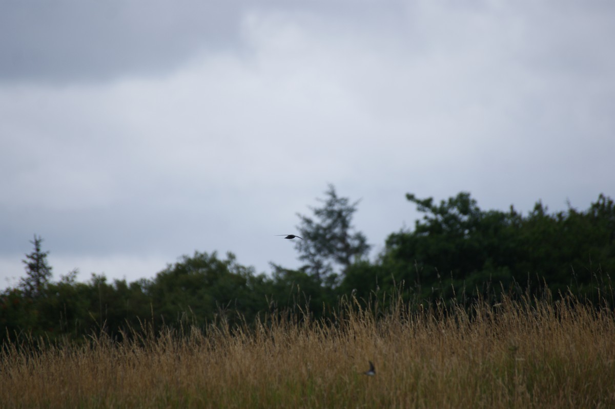 Common Swift - ML645855851