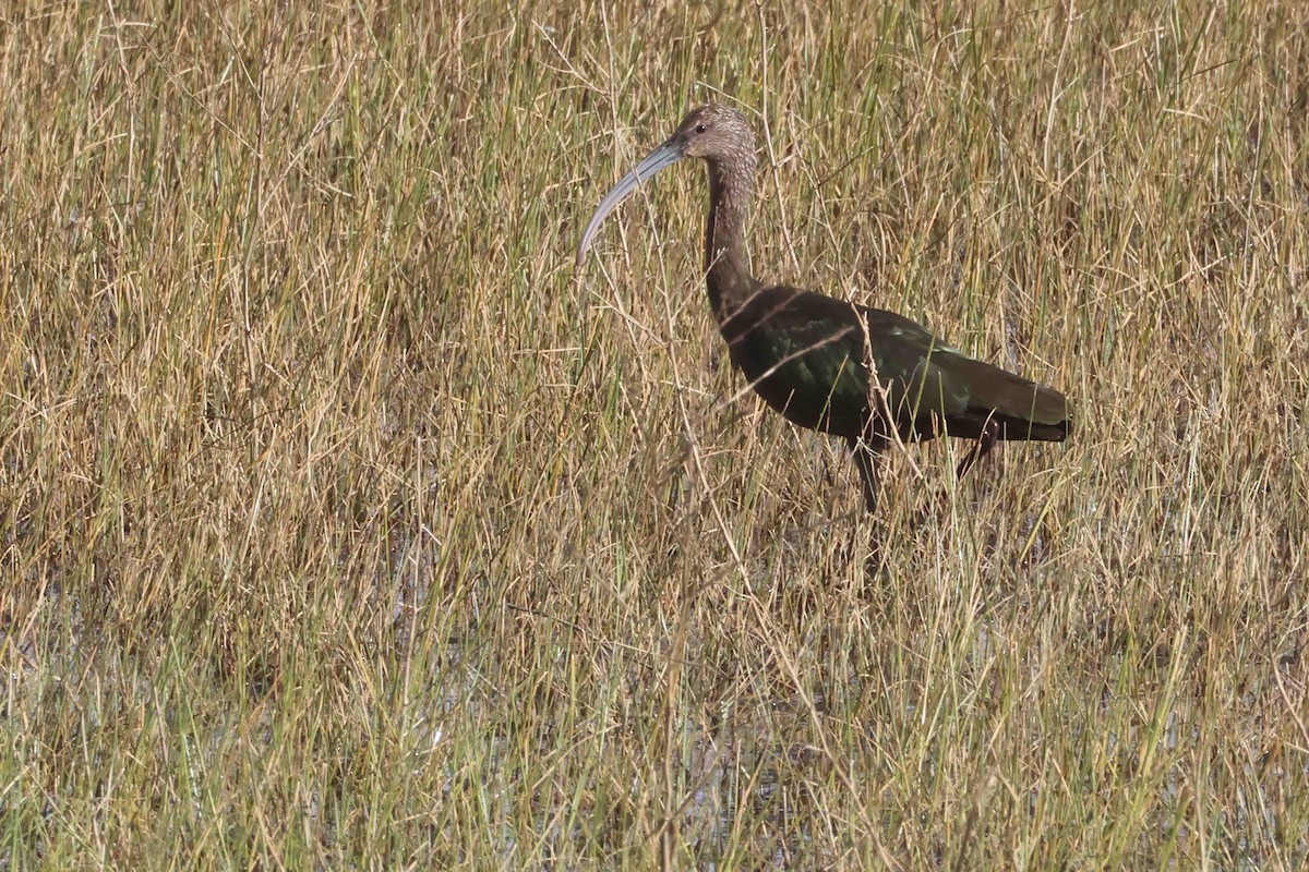 Beltzaran musuzuria - ML645855852