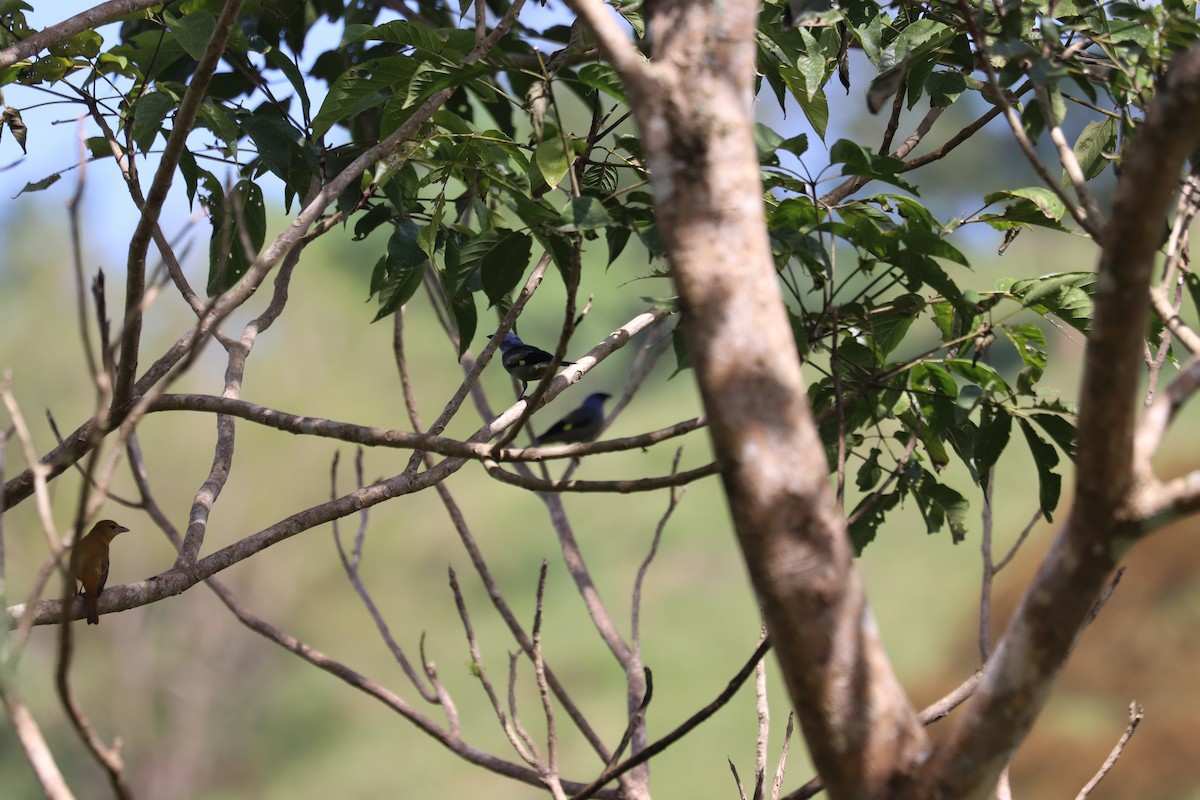 Yellow-winged Tanager - ML645855856