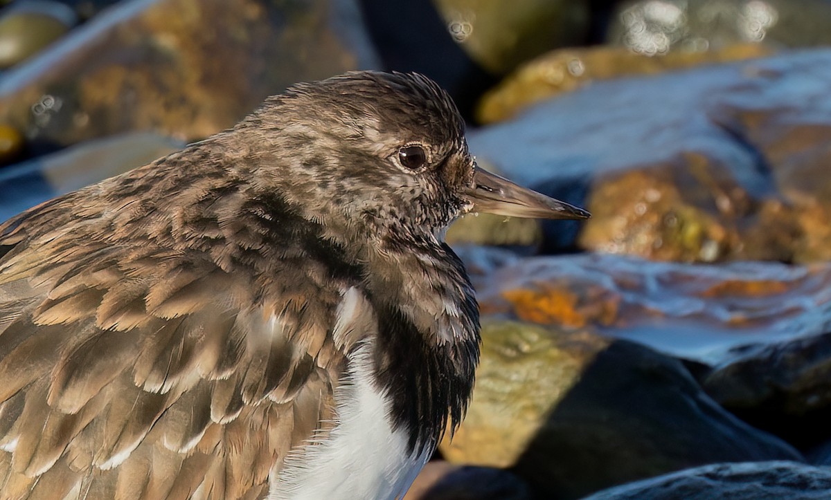 Ruddy Turnstone - ML645855864