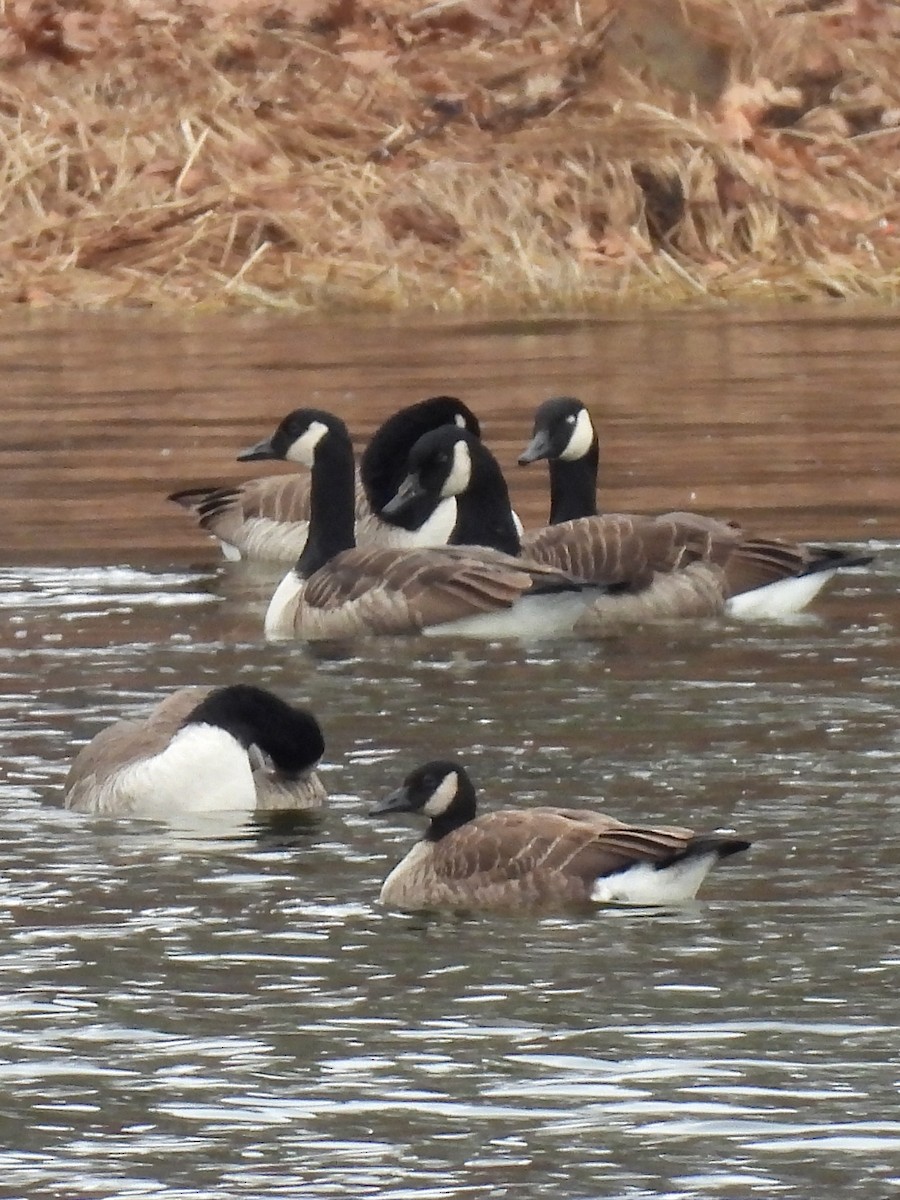 Canada Goose - ML645855866