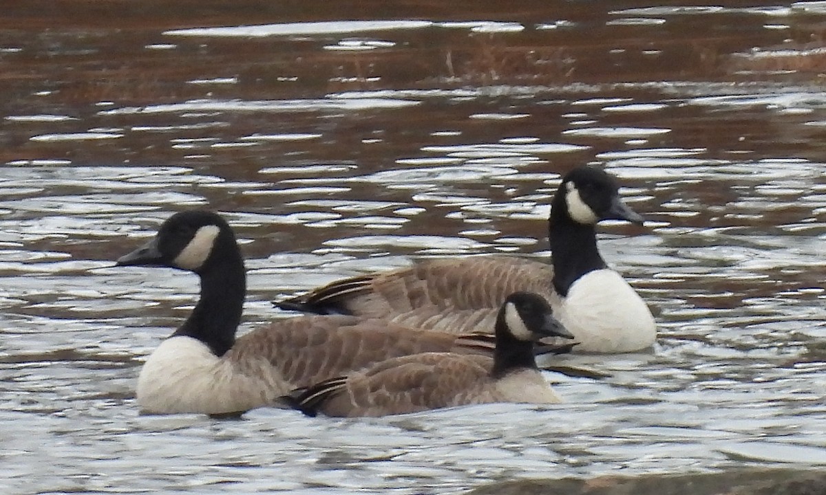 Canada Goose - ML645855867