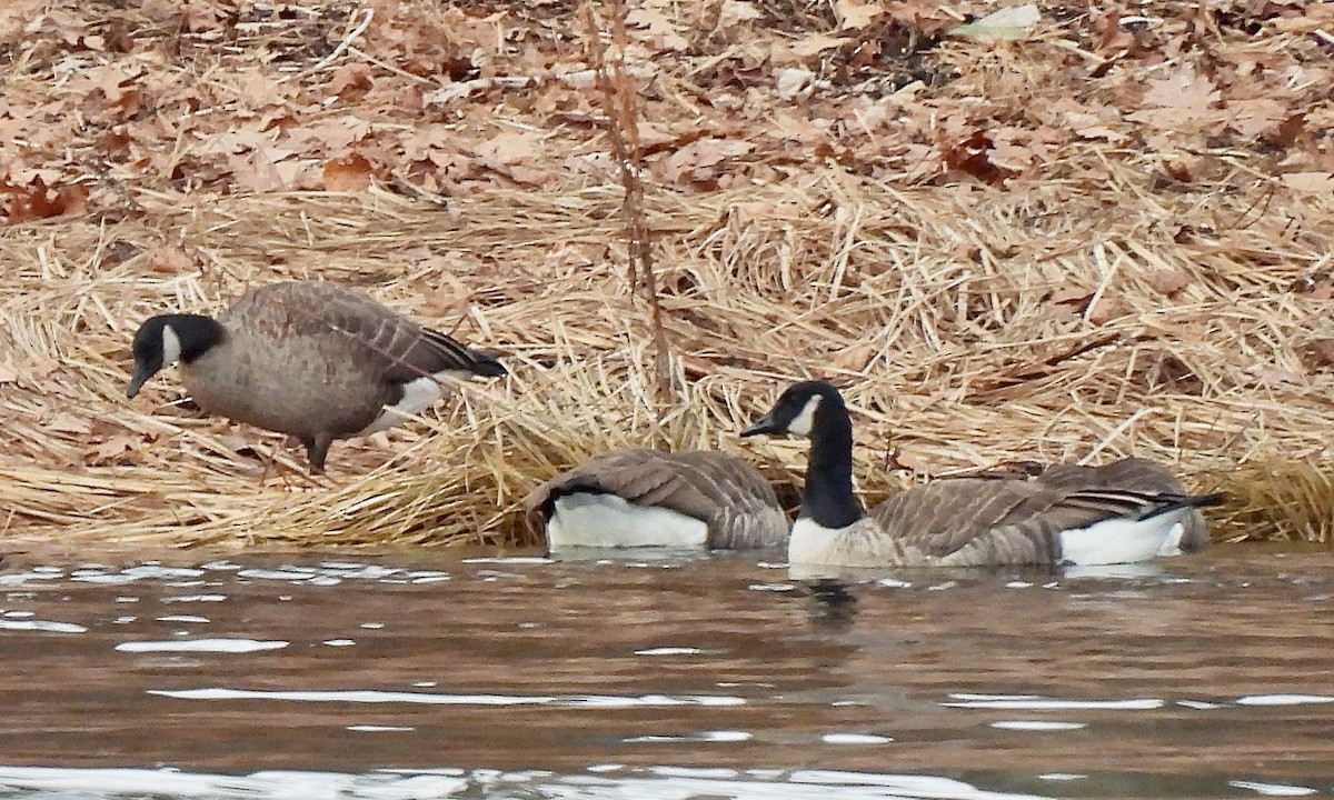 Canada Goose - ML645855868