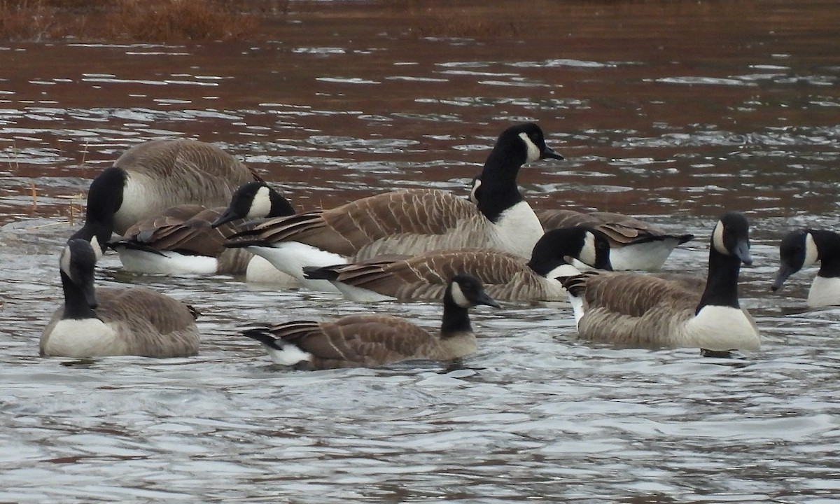 Canada Goose - ML645855869