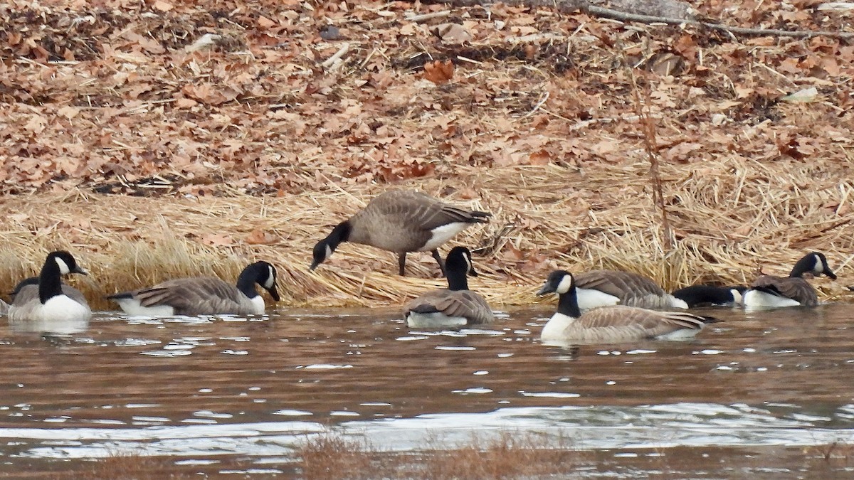 Canada Goose - ML645855870