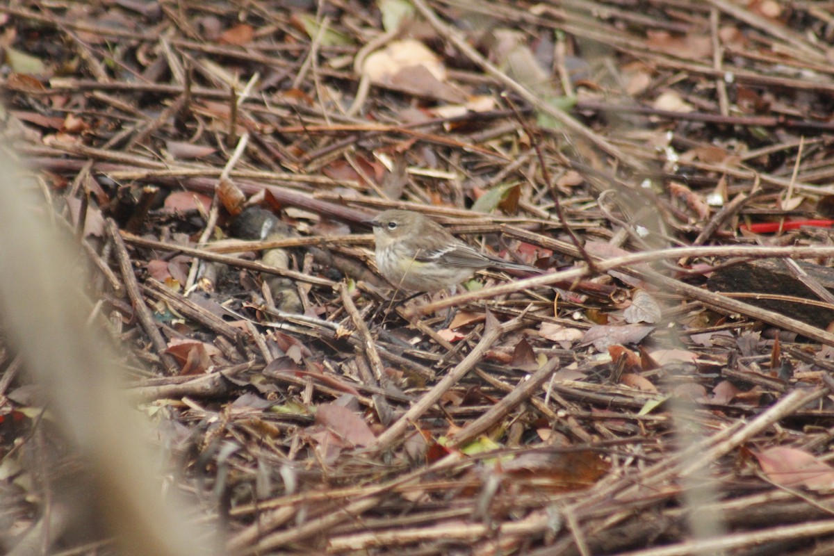 Yellow-rumped Warbler (Myrtle) - ML645855871